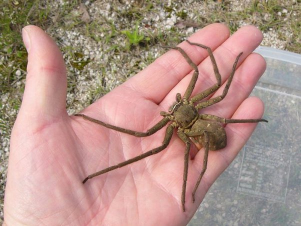 are huntsman spiders aggressive (2)