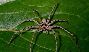 are huntsman spiders aggressive (3)