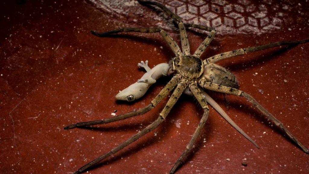 are huntsman spiders aggressive (4)