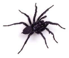 australian funnel web spider facts (8)