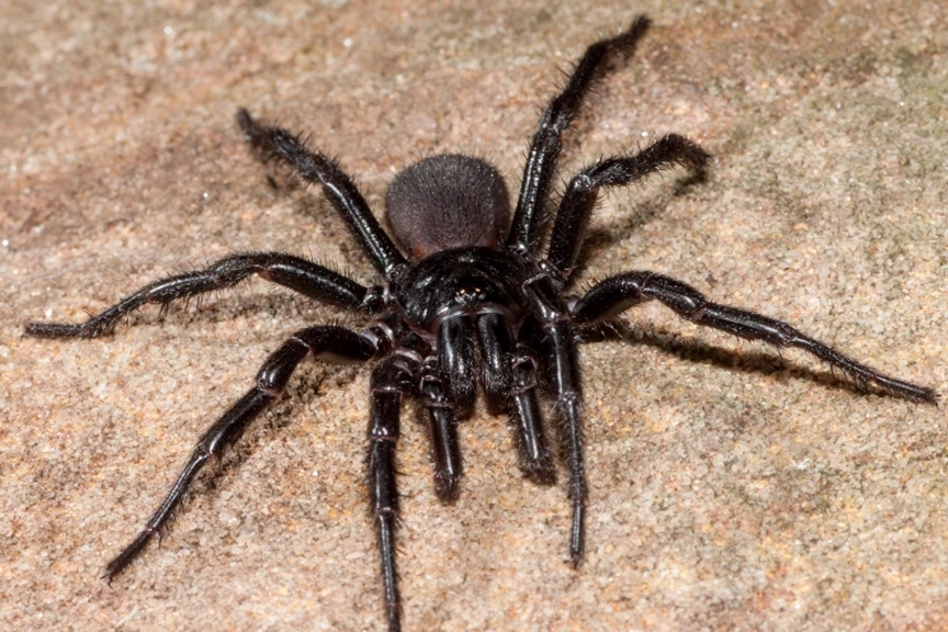 australian funnel web spider facts (9)