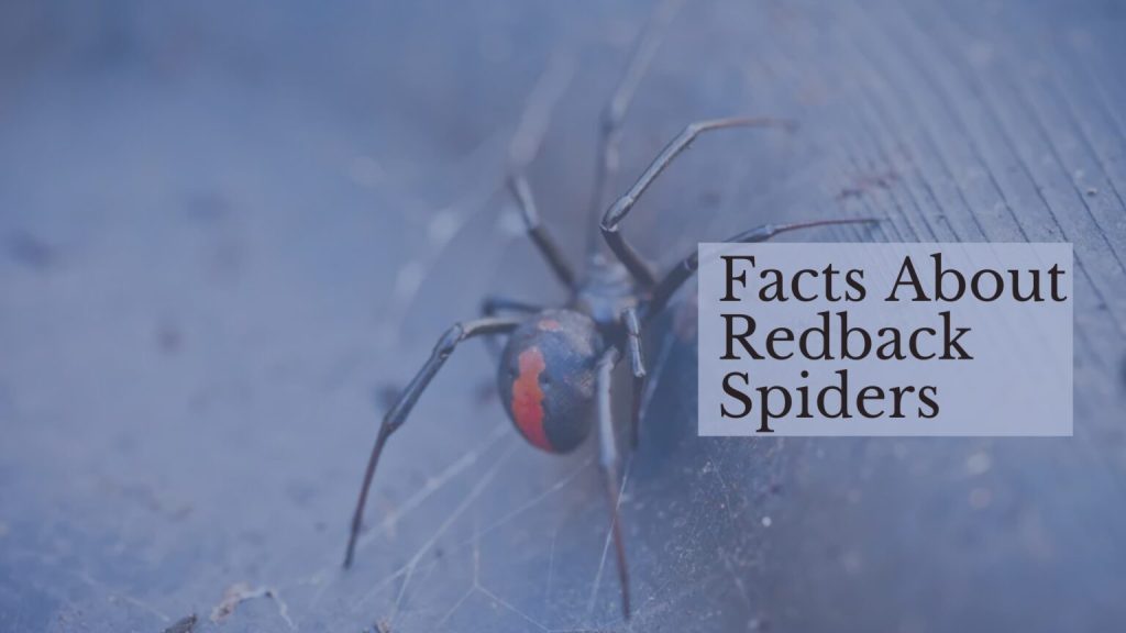 australian redback spider bite facts (1)