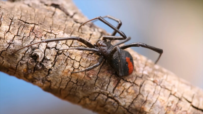 australian redback spider bite facts (2)