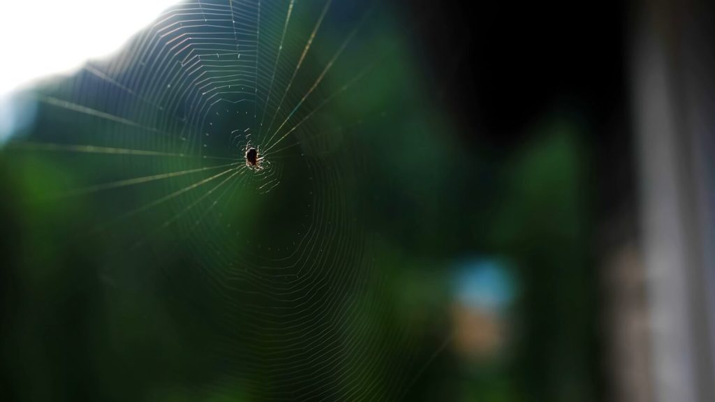 australian redback spider bite facts (3)