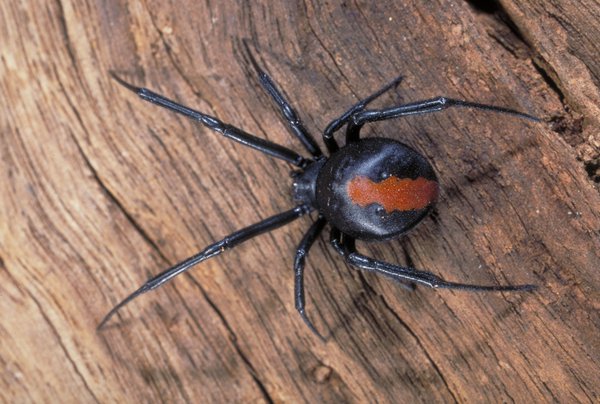 australian redback spider bite facts (4)