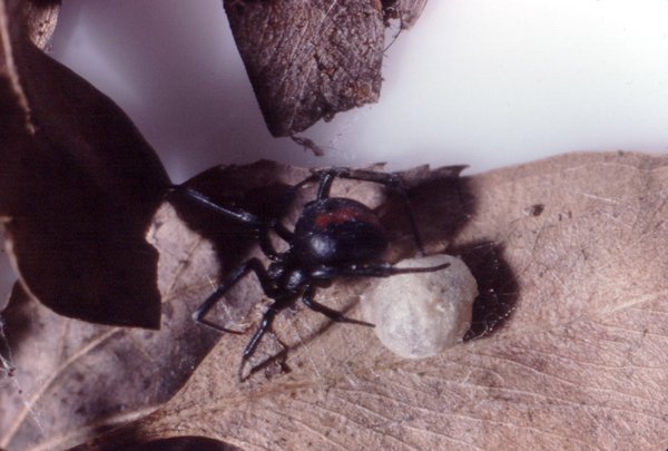 australian redback spider bite facts (5)