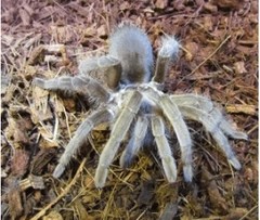 australian tarantula pet fact (2)