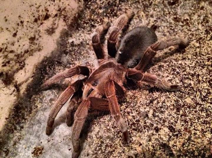 australian tarantula pet fact (4)