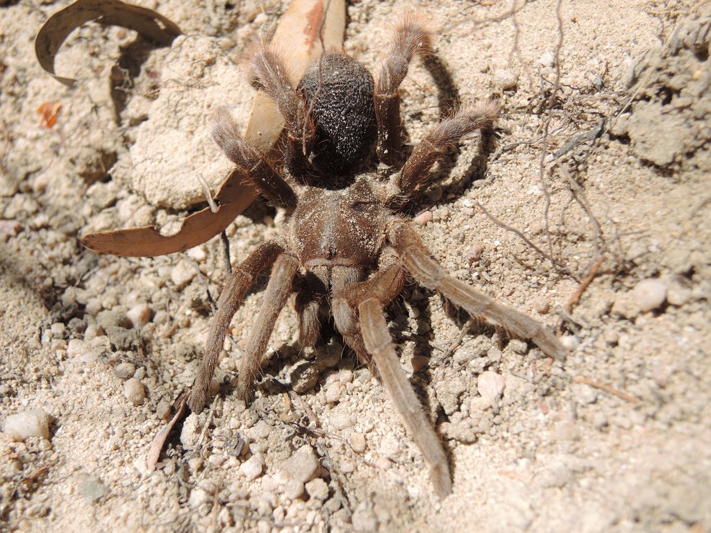 australian tarantula pet fact (5)