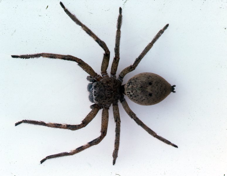 badge huntsman spiders (2)