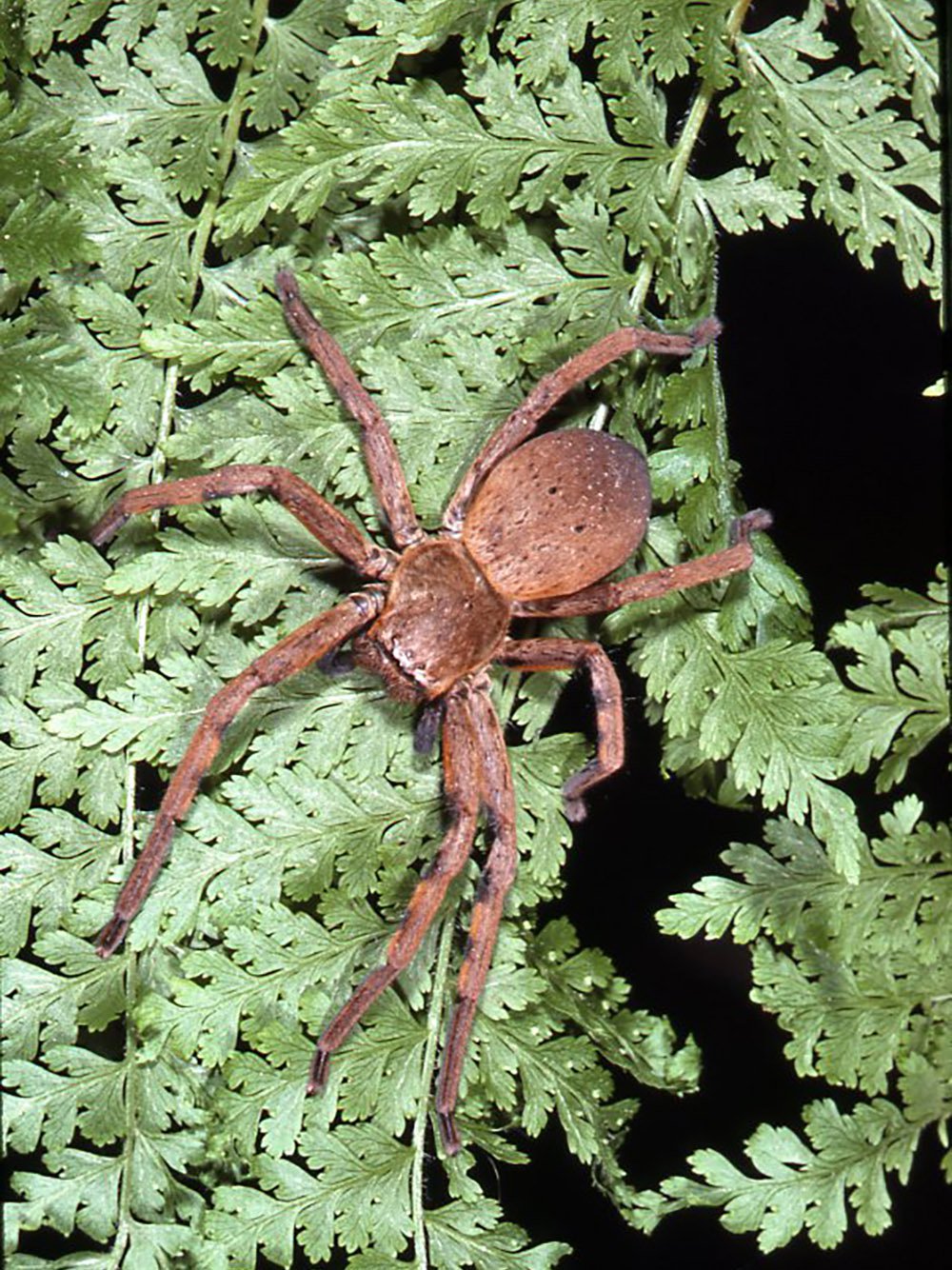 badge huntsman spider neosparassus sp.65e1c2b.width 1600.788e340