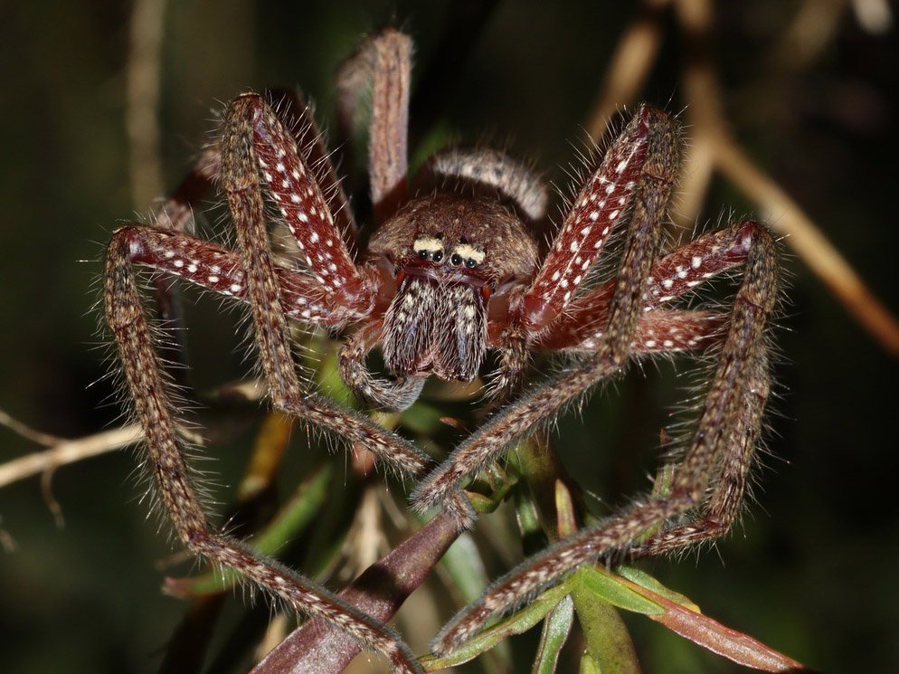 badge huntsman spiders .04949f0.width 1600.a81e648