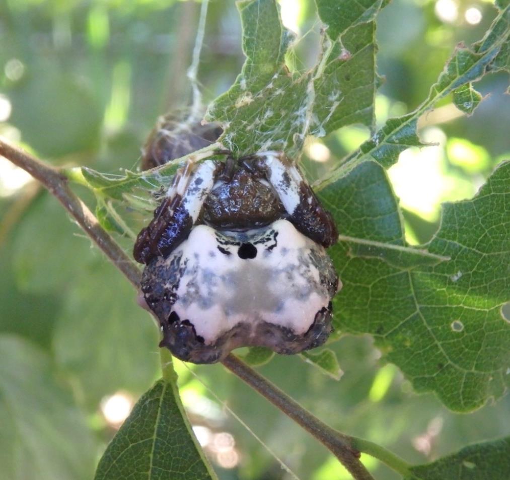 bird dropping spider facts (3)