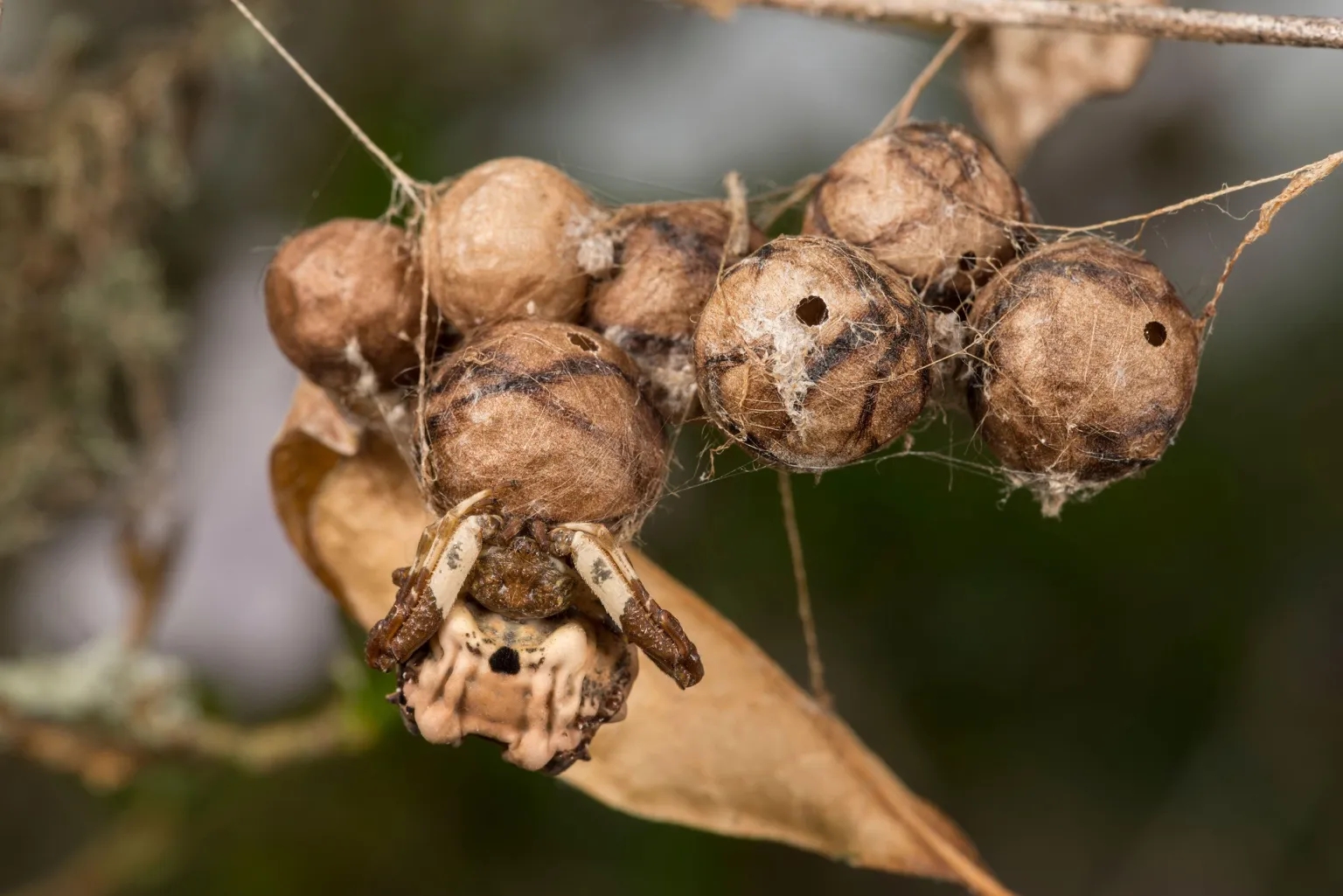 bird dropping spider facts (4)