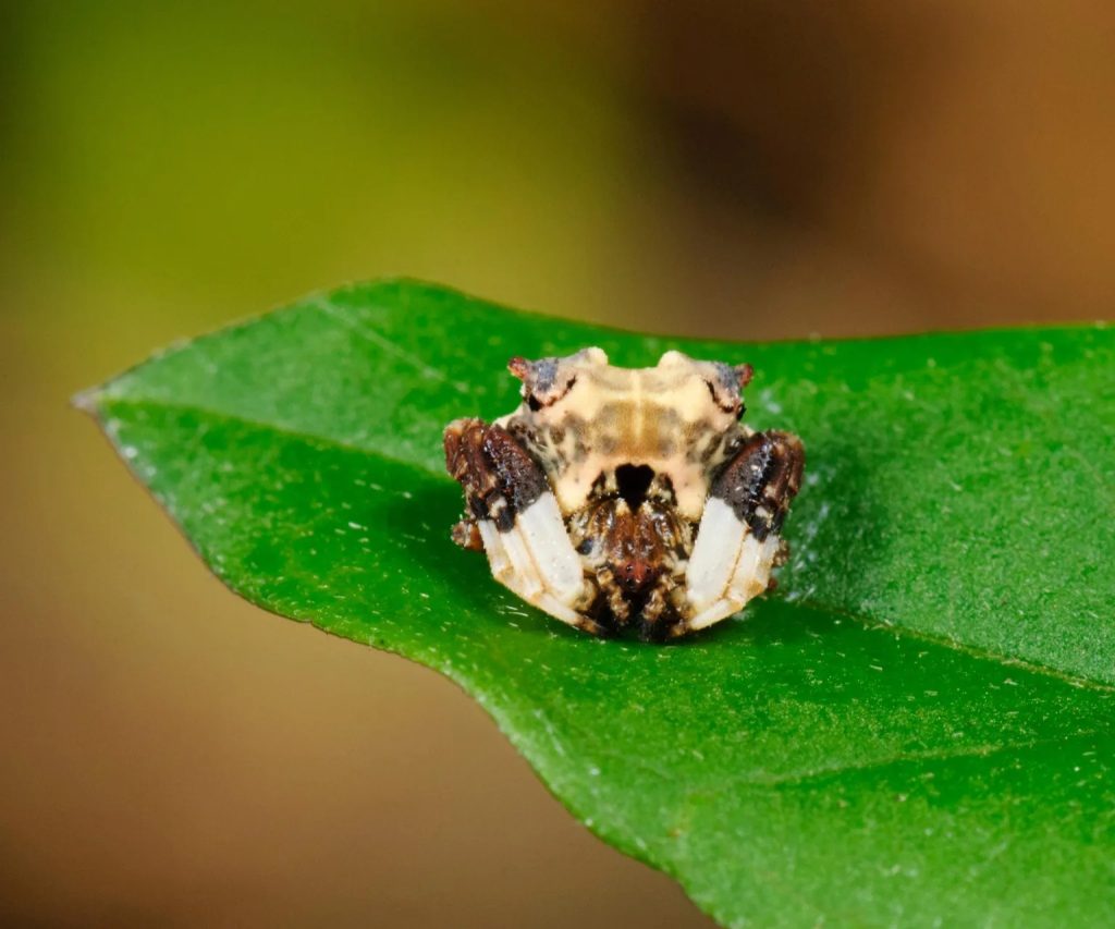 bird-dropping spider facts:A Master of Mimicry - Spider Pedia