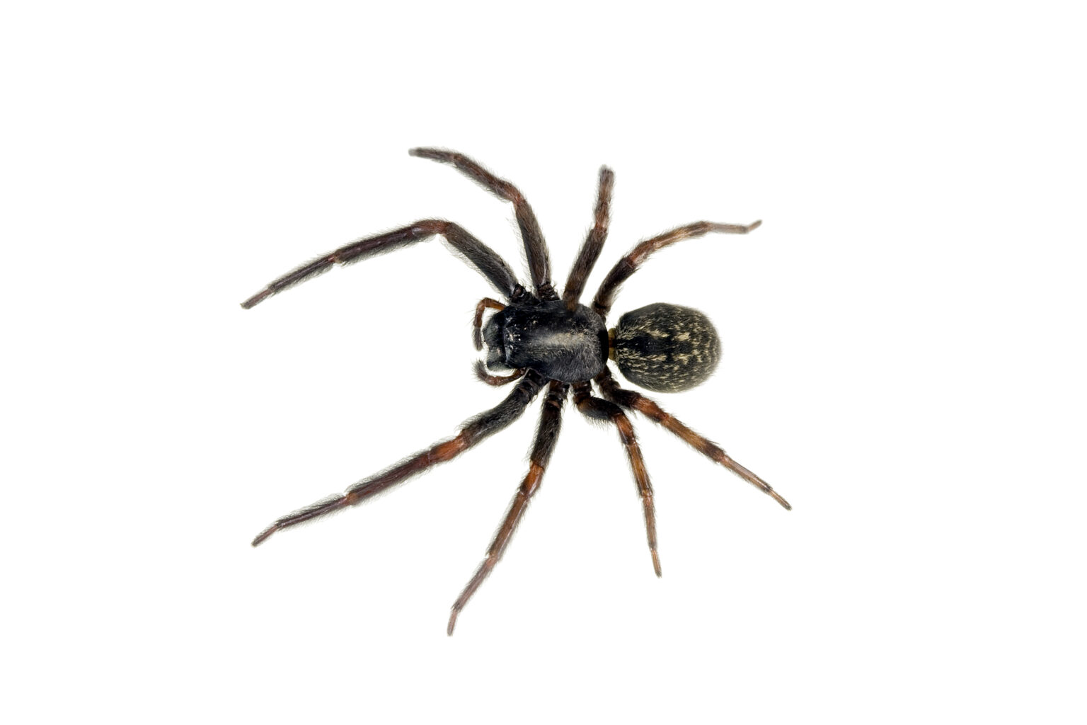 black house spider factsbite symptoms (1)