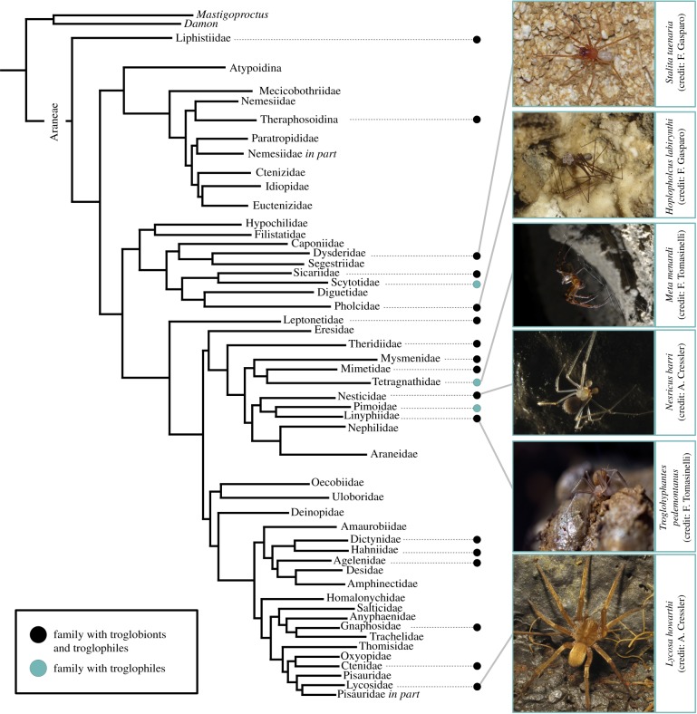 cave spider (1)