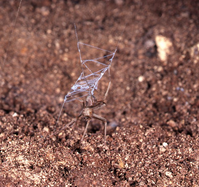 cave spider (2)