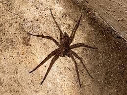 cave spider (3)