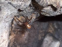 cave spider (4)