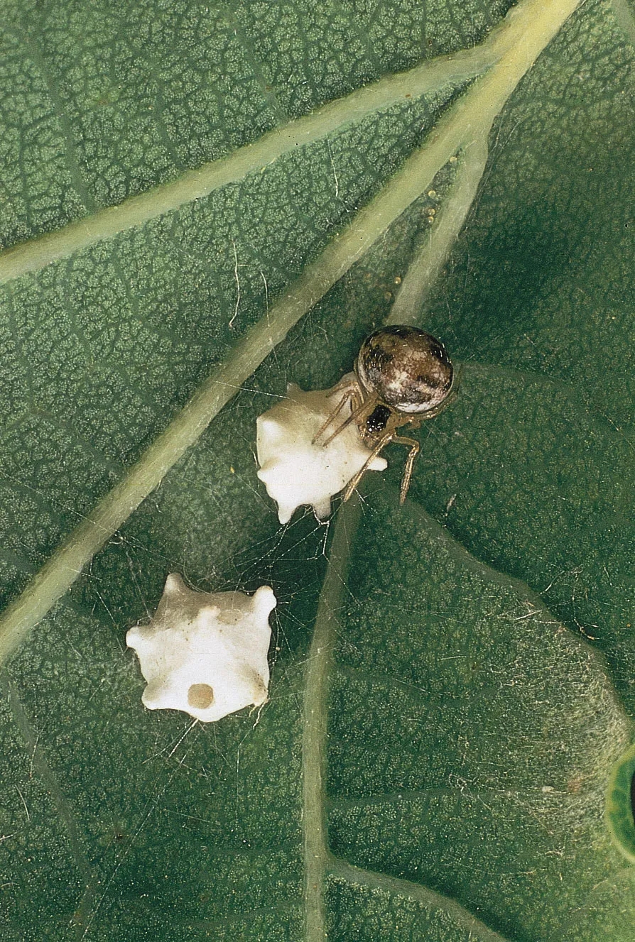 comb footed platform spider (2)