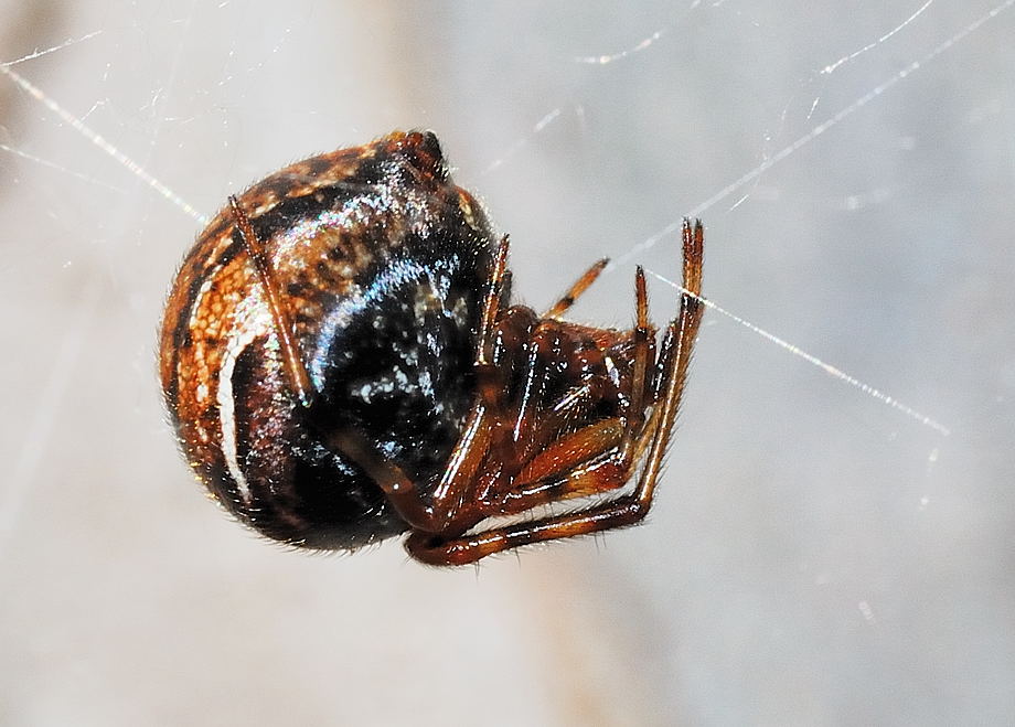 comb footed platform spider (3)