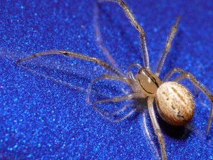 comb footed platform spider (4)