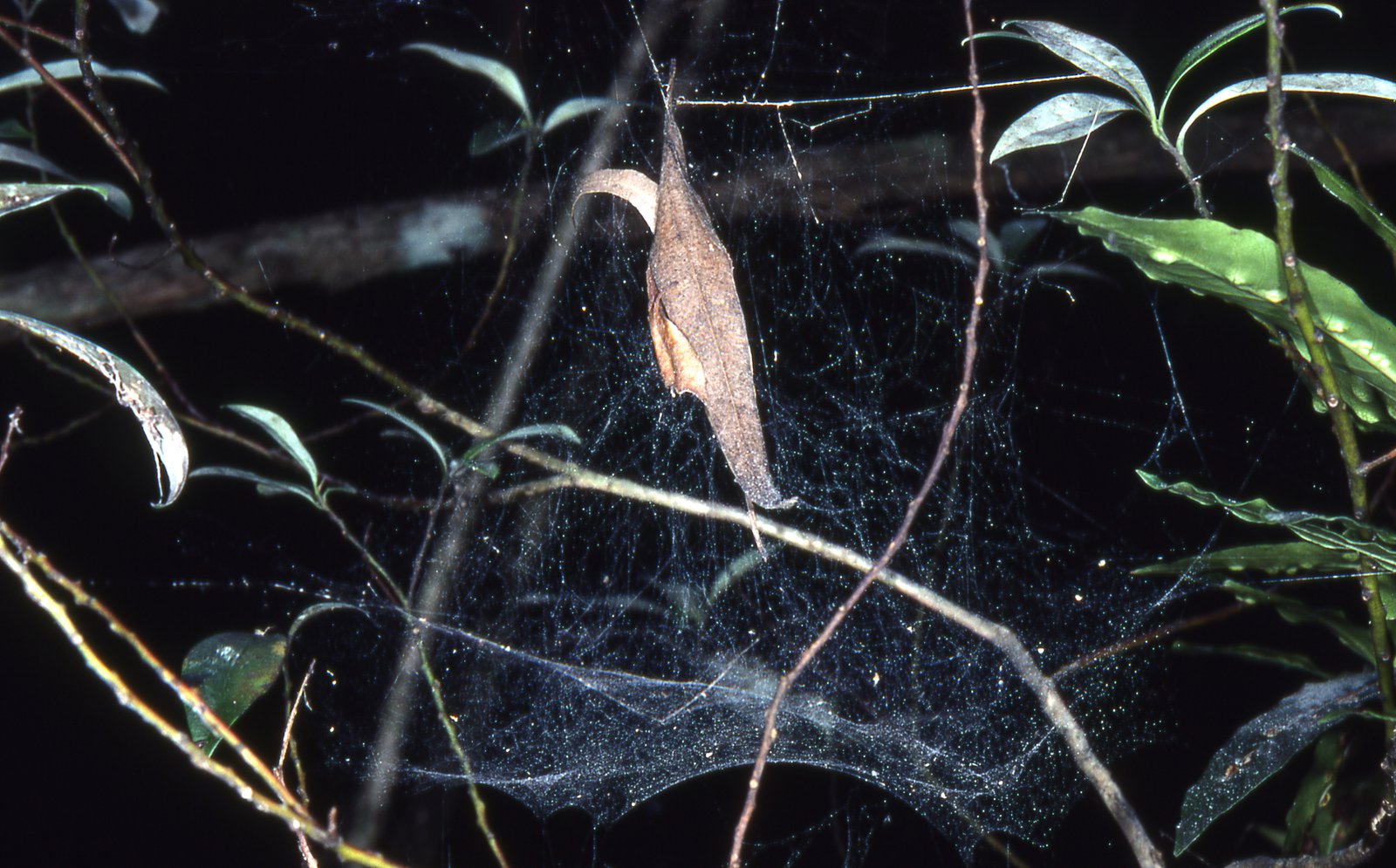 comb footed platform spider (5)