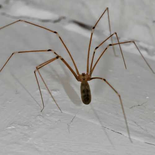 daddy long legs spider fact (1)