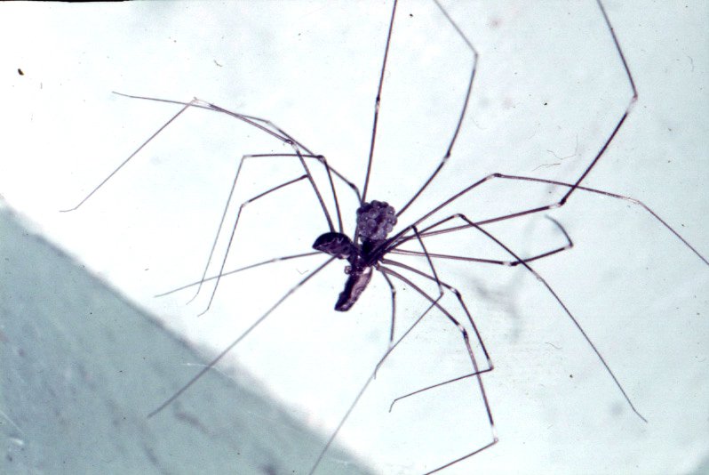 daddy long legs spider fact (3)