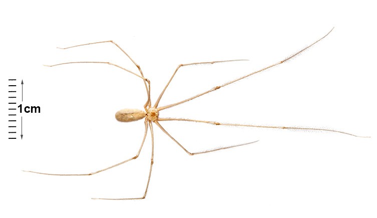 daddy long legs spider fact (4)