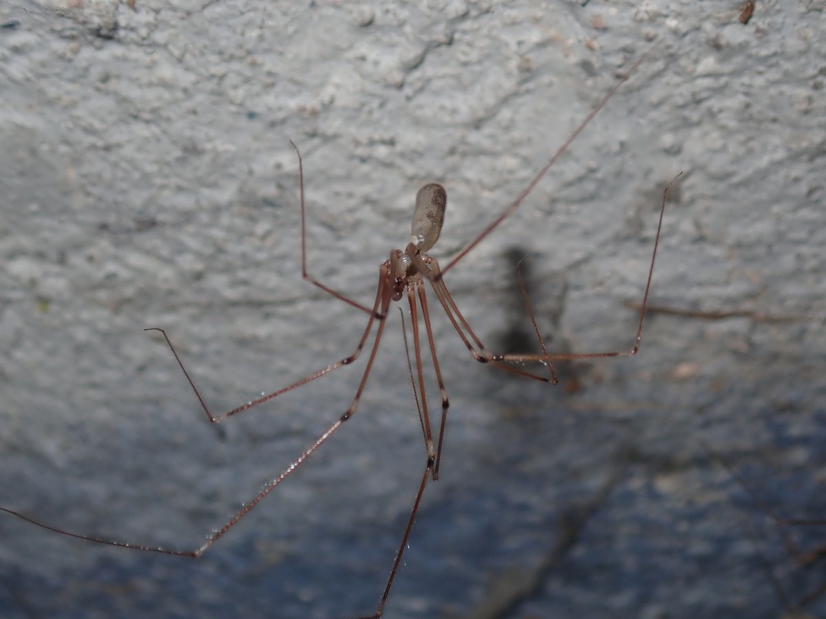 daddy long legs spider fact (5)