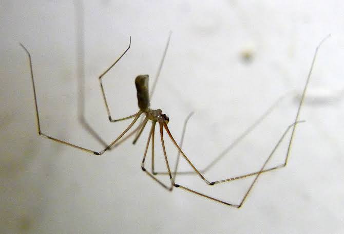 daddy long legs spider fact (6)