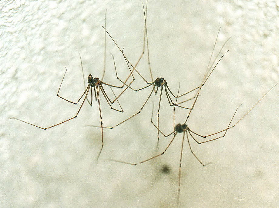 daddy long legs spider fact (7)