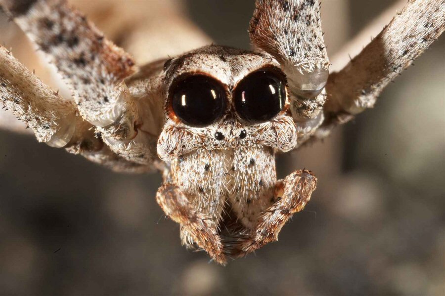 deinopidae net casting spiders (2)