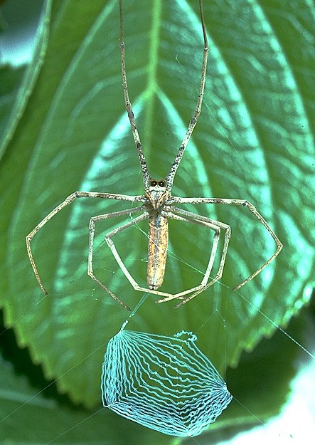 deinopidae net casting spiders (3)