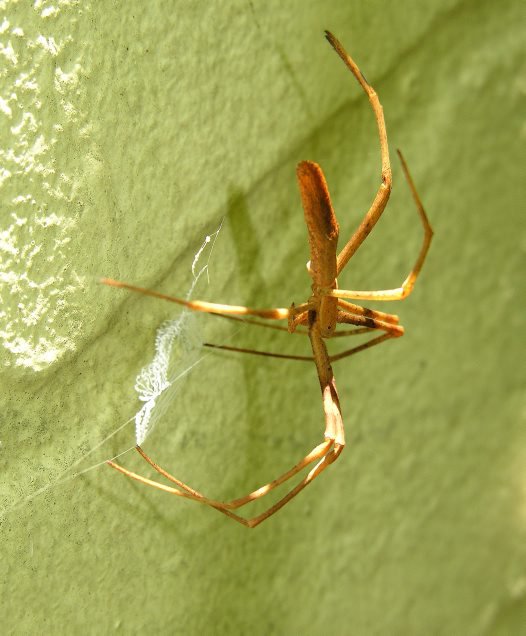 deinopidae net casting spiders (4)