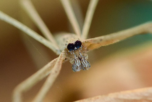 deinopidae net casting spiders (5)