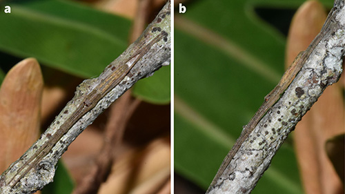 deinopidae net casting spiders (6)