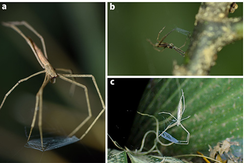 deinopidae net casting spiders (7)