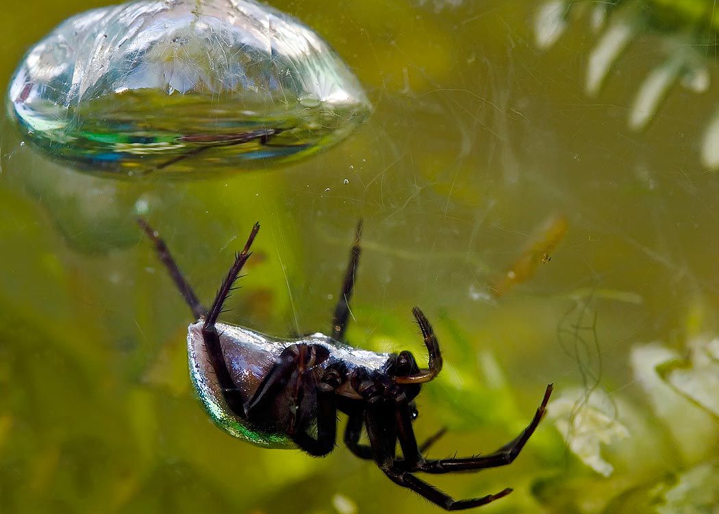 diving bell spider (1)