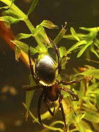 diving bell spider (2)