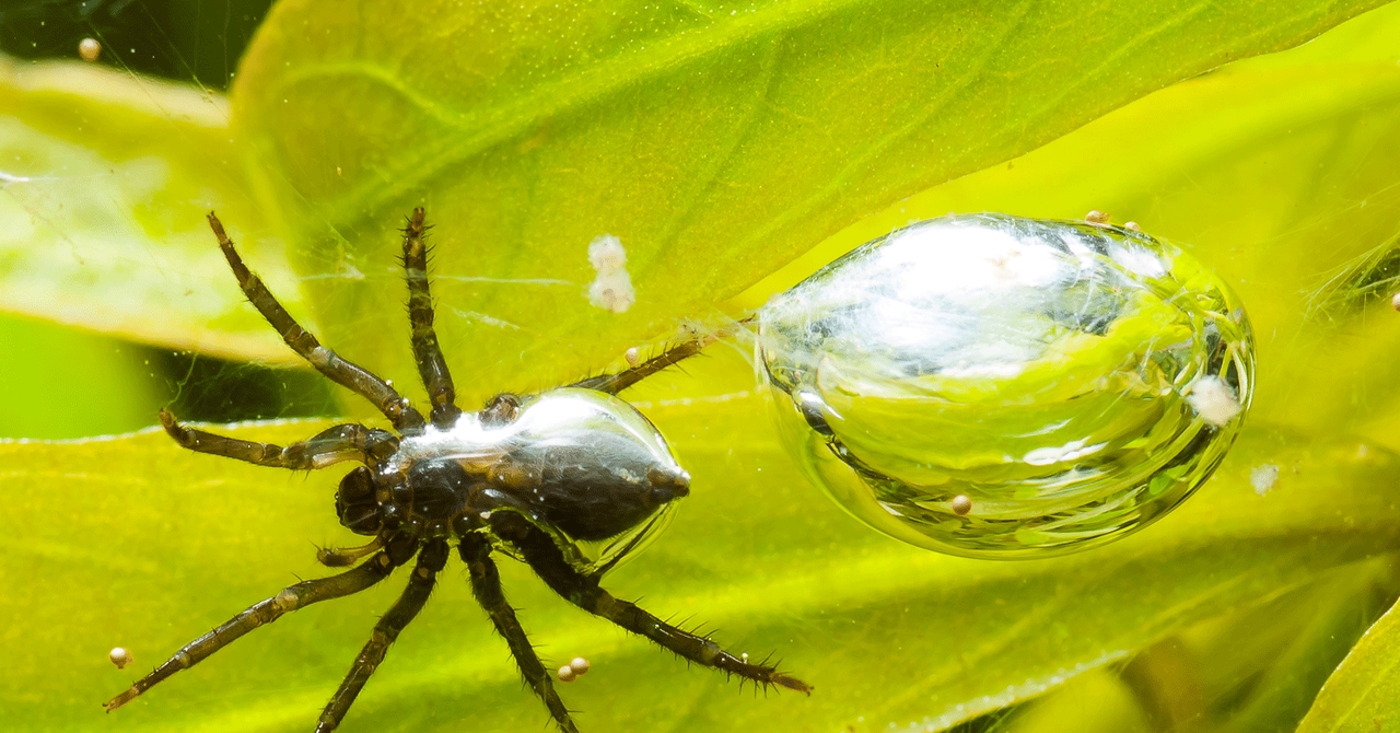 diving bell spider (3)