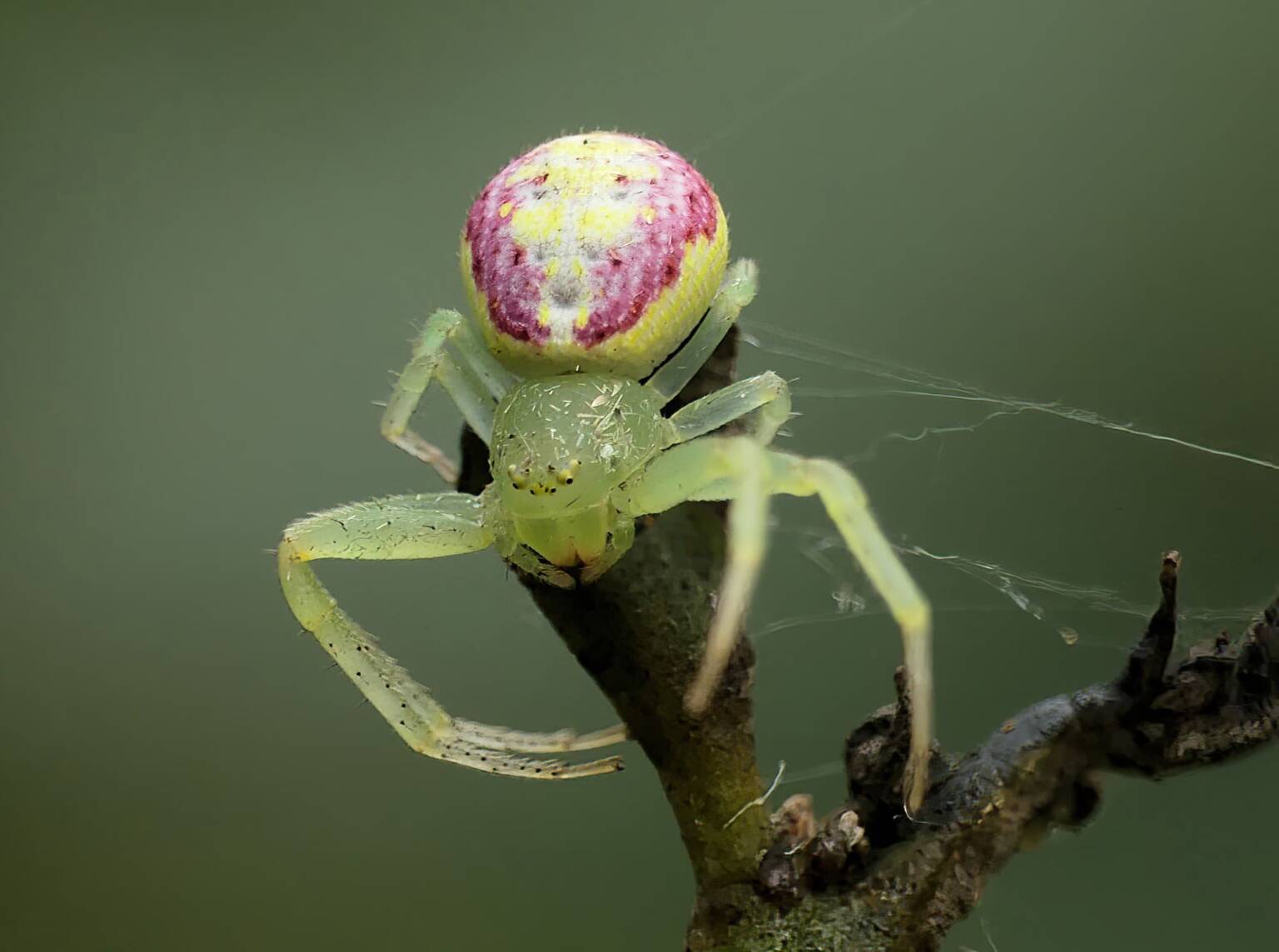 flower crab spider (1)