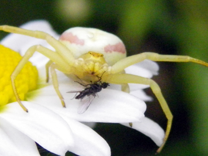 flower crab spider (1)