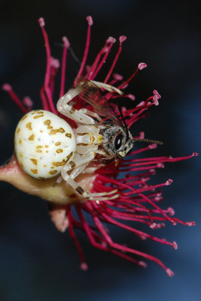 flower crab spider (2)