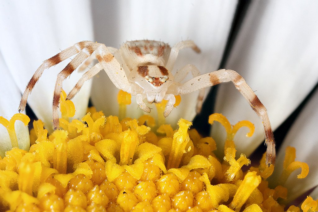 flower crab spider (3)