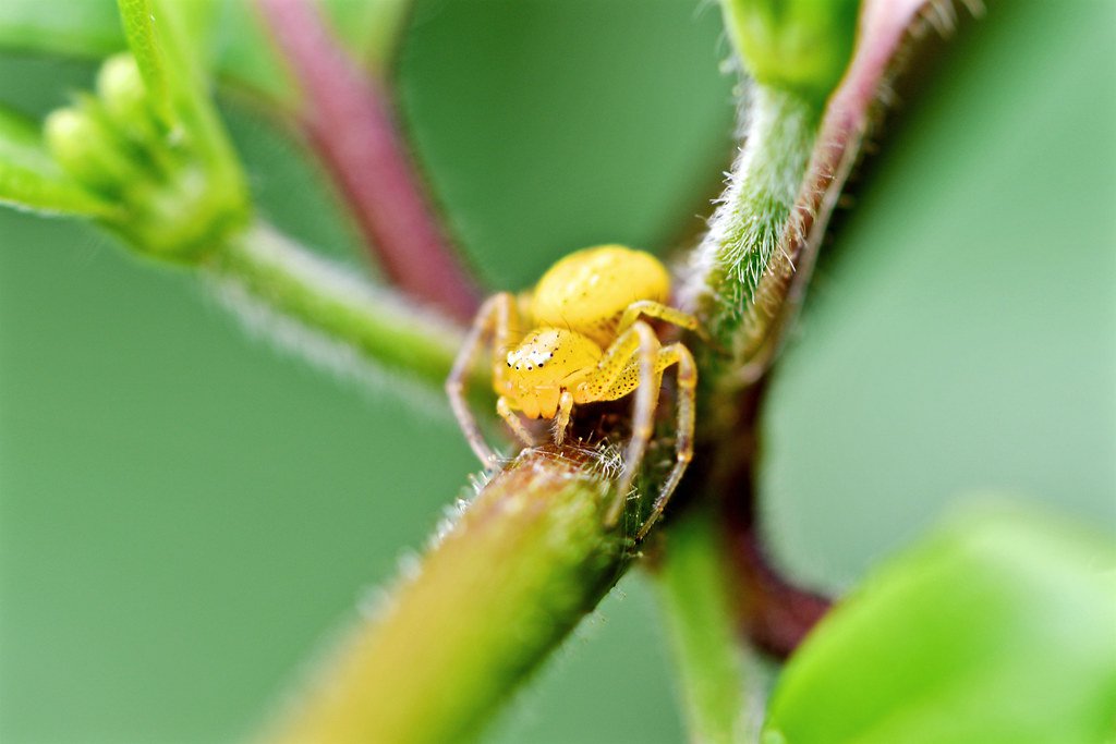 flower crab spider (4)