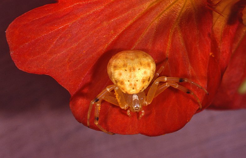 flower crab spider (5)