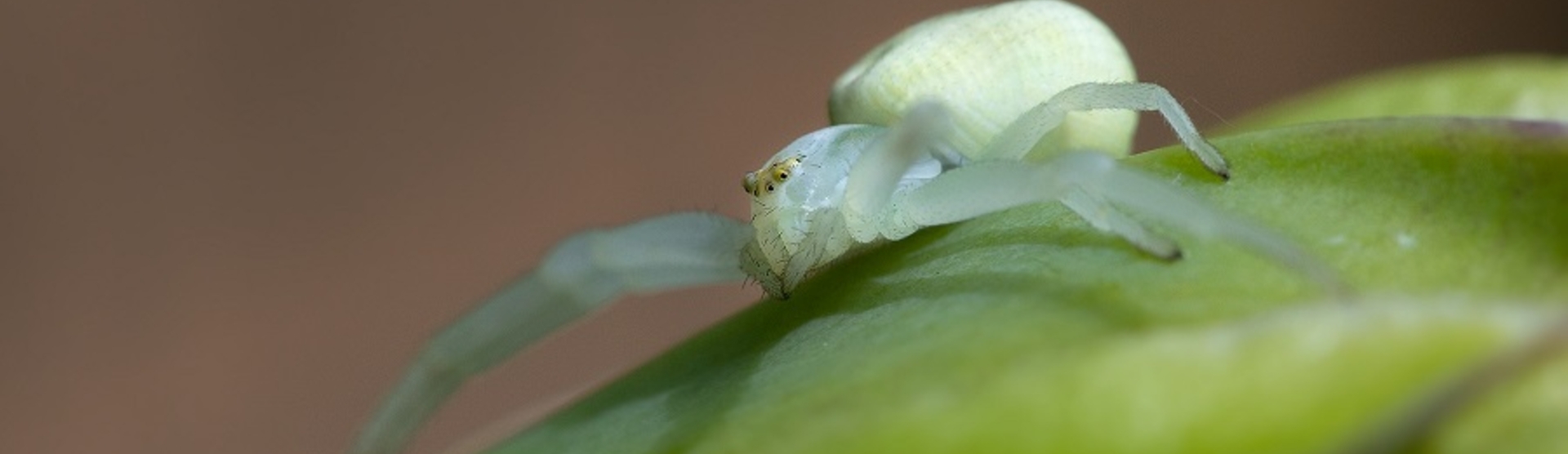 flower crab spider (6)